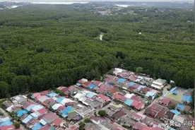 环保人士警告 印尼建新都加速砍伐森林将引发生态灾难图片