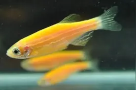 适合新手饲养的小型观赏鱼#斑马鱼图片