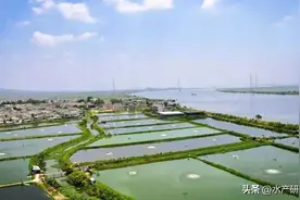 养鱼先养水，治病先治鳃，怎样正确判断鱼的鳃病？以及如何防治？图片