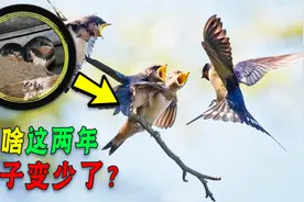 为啥这两年燕子变少了？因为它们正面临无可奈何的“房子问题”图片