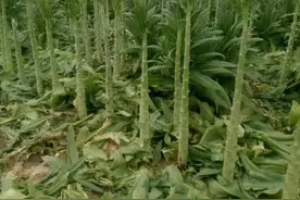 青笋是莴苣吗？苔干是不是莴苣制作而成的？虽为同祖，但各有名分图片