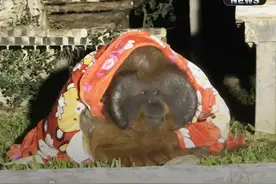 泰冷了！清迈动物园大猩猩裹毯子取暖图片