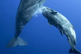 鲸鱼喷射式喂奶，宝宝吃一天能胖100斤，为什么却没人吃鲸鱼奶？图片