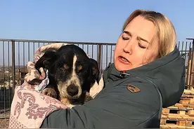 1998年，美国警察接到报案：野狗将女主人折磨致死，原因令人心酸图片