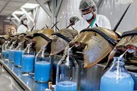 价值贵重的5种生物体液盘点：蝎毒一滴7万，你知道的还有哪些？图片