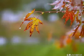 纵有千种风情，更与何人说：十二首秋雨诗词，抒发诗人的秋日情怀图片