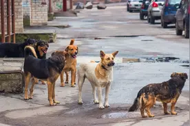 男童被黑狗扑咬，四针狂犬疫苗后仍病发离世，究竟是什么原因？图片