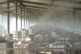 猪场热应激有哪些表现？奕牧堂帮你解决热应激图片