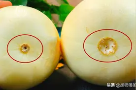 甜瓜“甜不甜”，瞅一眼瓜脐就知道！牢记4点，老果农方法真管用图片