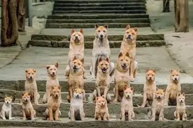 《忠犬八公》主演狂飙演技，富有特色的改编，感人至深，值得推荐图片