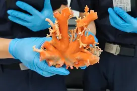 一树红花照碧海图片