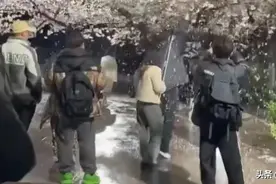 网红团队为拍视频，狂摇百年樱花树！道歉来了图片