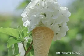 哇，武汉的冰淇淋花开了！图片