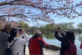 玉渊潭早樱开了！本周末进入盛花期图片
