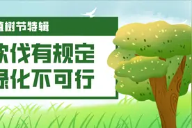 【植树节特辑】树木砍伐有规定，破坏绿化不可行图片