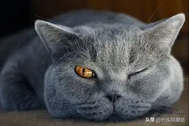 养猫首选这5个品种，不管怎么撸都不会生气图片