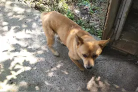 带你了解什么是中华田园犬图片