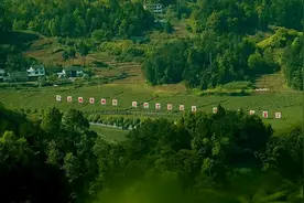 “国油”-山茶油践行科学用油，这几种食用方式吃出健康中国图片