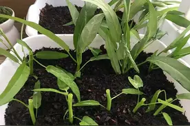 在家种“空心菜”很简单，用一招，一个月就能吃，不停长不停吃图片