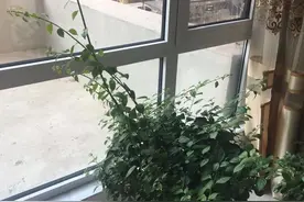 9种花不能长太高，一长高就砍，否则再也不开花图片