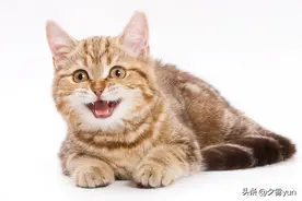 新手养猫小知识图片