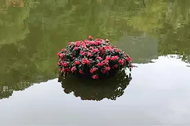 辟谷，真的什么都不吃吗？图片