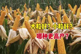 玉米种粒越大越高产？大粒和小粒区别在哪？买大粒还是买小粒？图片