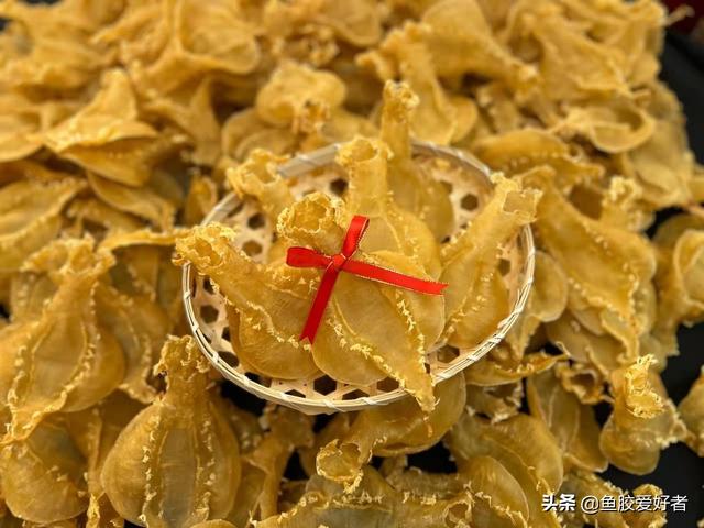 赤嘴鳘鱼胶是什么鱼 2026年赤嘴鱼胶是什么鱼取出来的图片