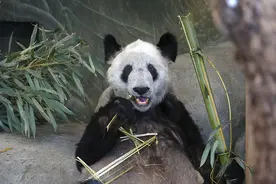旅美熊猫“丫丫”的归途图片