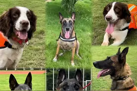 南宁消防7条搜救犬光荣退役！告别“战友”，结缘“新家”图片