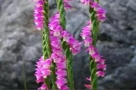 绶草是一种什么样的植物？图片