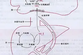 肝性脑病图片
