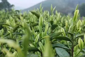 茶有六色，功效各异，你选对了吗？图片