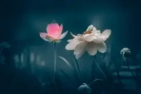 日入几千的抖音掘金项目是个啥玩意？图片