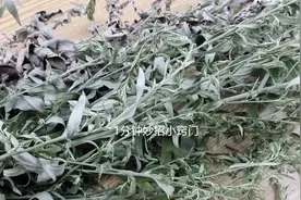 端午节过后，把门口的艾草收回来，还好知道这作用，快看看图片