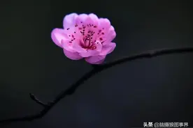 为什么你拍的花草照片没有高级感？记住这7个拍摄要点图片