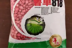 鲁单818玉米种子图片