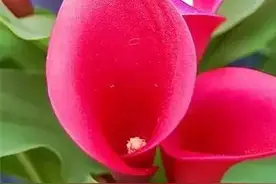 最美的鲜花送给最美的你。请你欣赏图片