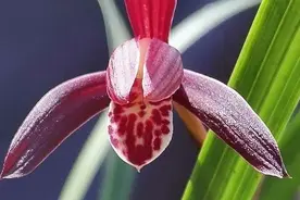 精品兰花——墨宝图片
