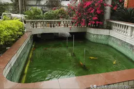 锦鲤鱼池的水为什么会变绿呢？图片
