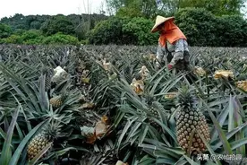 去年跌破2元，如今又将成熟，4万吨找不到销路，果农发愁图片