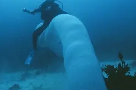 让人窒息！27张吓人的“深海”照片，真的存在深海巨蟒？图片