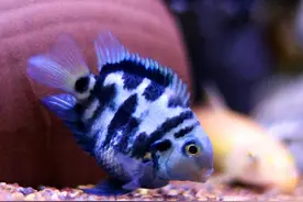 迷你鹦鹉鱼的寿命是多少年？饲养条件是什么？图片