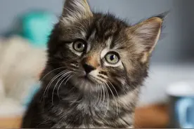 猫到底有多聪明？怎么测试猫的智商高低呢？看完你就知道了图片