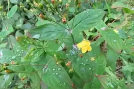 路旁常见的元宝草，被老人称为“还魂草”，价值极为珍贵，认识下图片