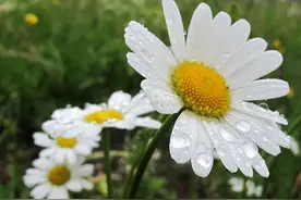 诗词丨一场冷雨春又寒，愿君岁岁长平安图片