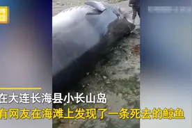 即将发生的鲸爆？大连发现鲸鱼搁浅，嘴巴已经鼓起一个大包图片