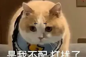 表情包：对不起，是我不配，打扰了图片