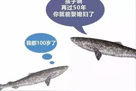 活到156岁才可繁衍，格陵兰睡鲨为了吃饱饭，献祭了自己的眼睛图片