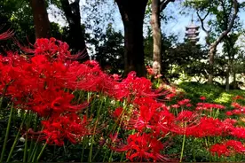 红花石蒜盛放，你去打卡了吗图片